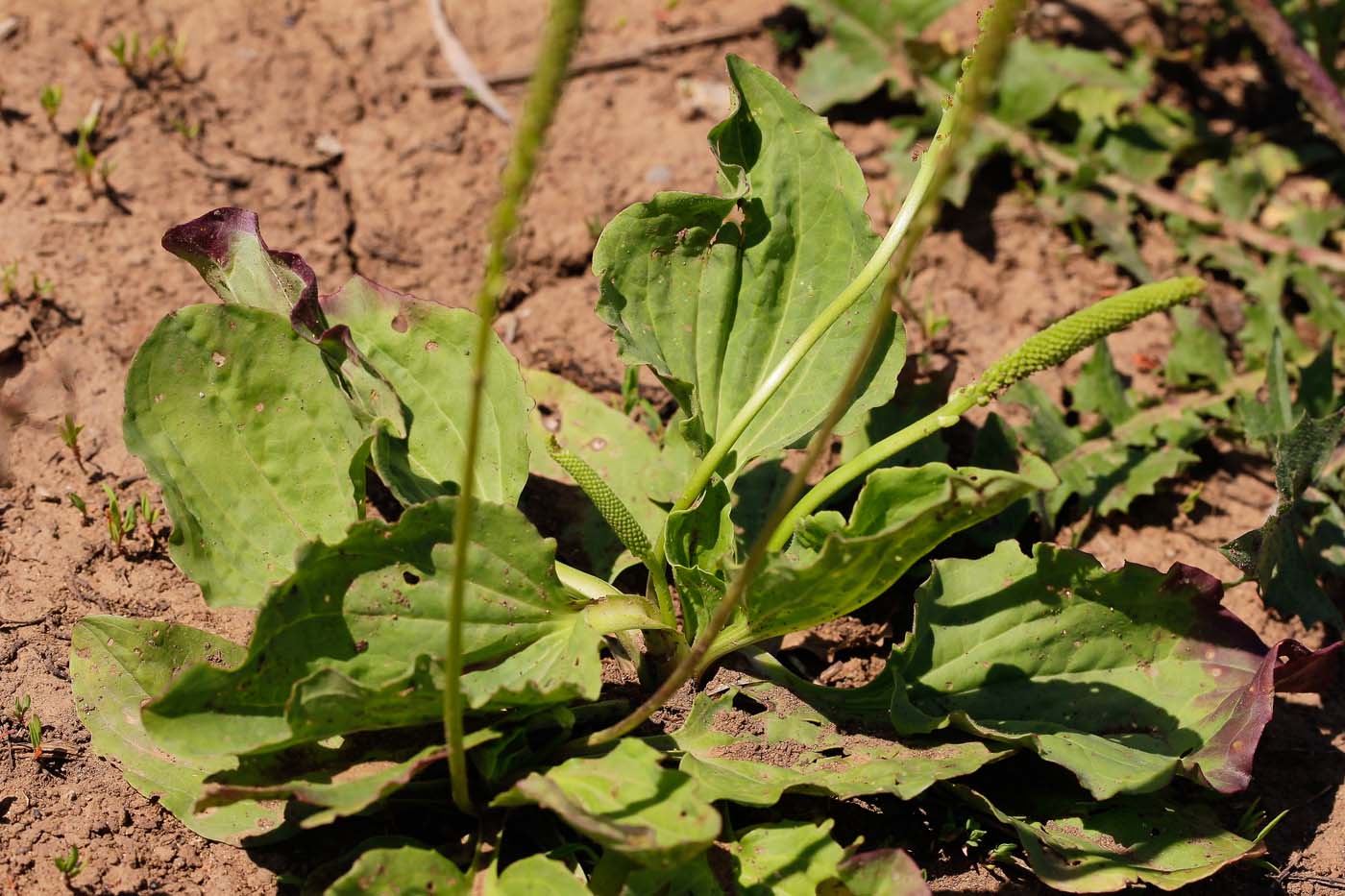 Image of Plantago major specimen.