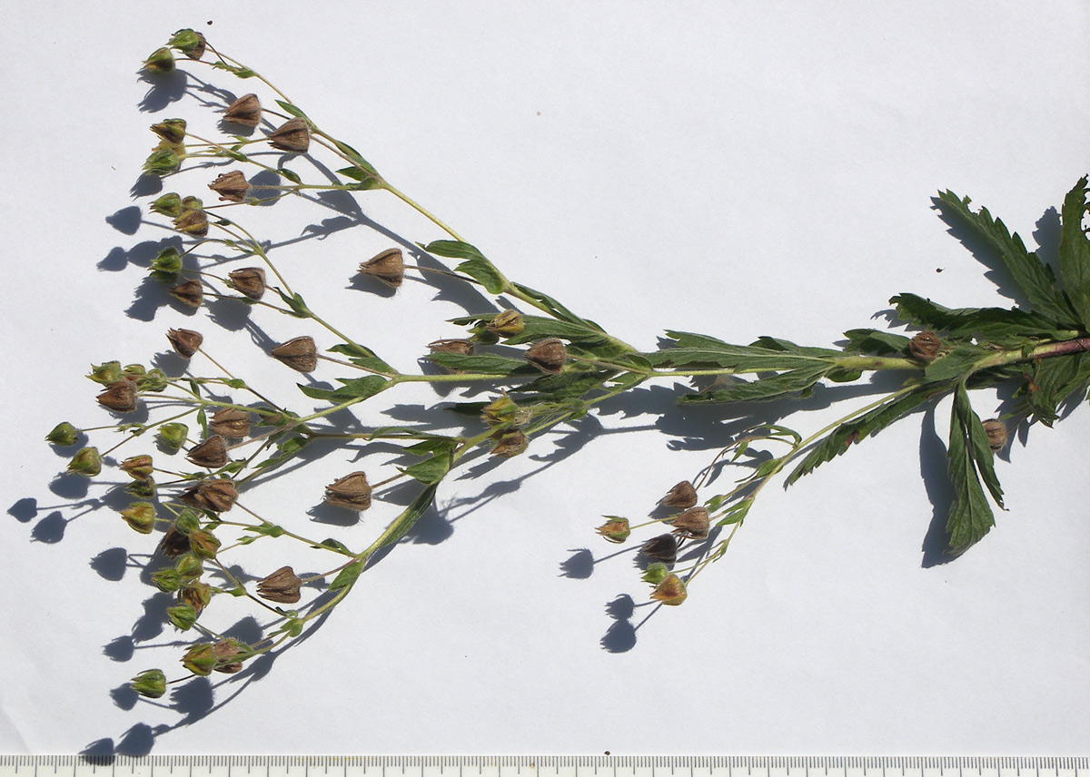 Image of Potentilla recta specimen.