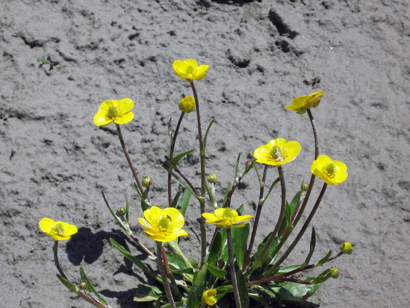 Изображение особи Ranunculus longicaulis var. pseudohirculus.