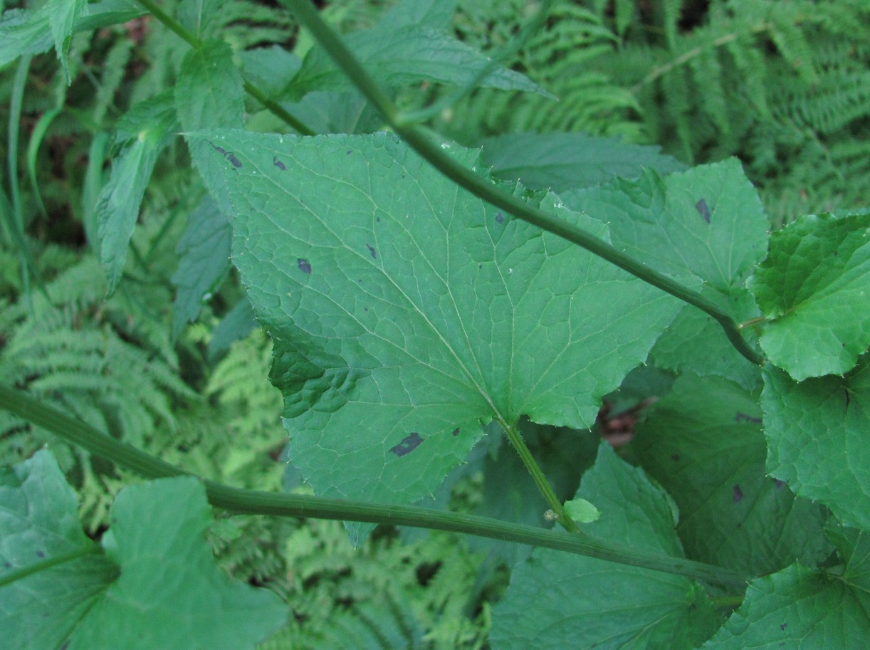 Изображение особи Prenanthes abietina.