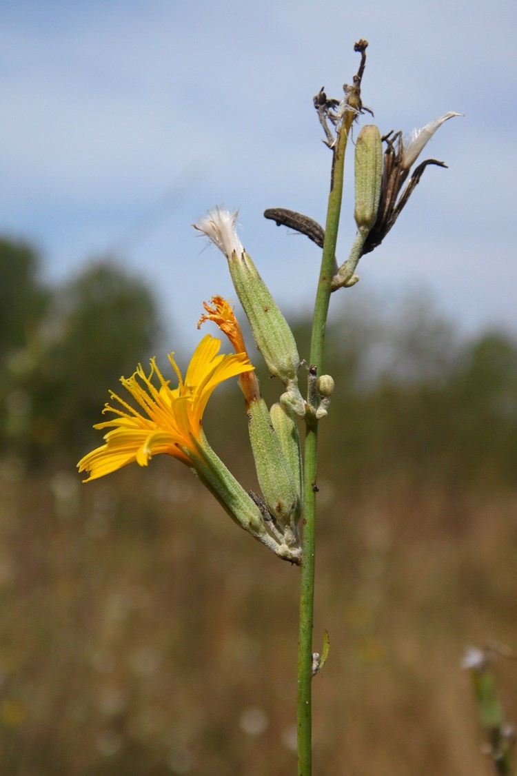 Изображение особи Chondrilla juncea.