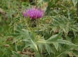 Cirsium pugnax. Верхушка побега с соцветием. Краснодарский край, Адлерский р-н, окр. пос. Красная Поляна, гора Аибга, пик Чёрная Пирамида, альпийский луг, выс. ≈ 2000 м н.у.м. 19.09.2016.