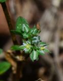 Polycarpon tetraphyllum