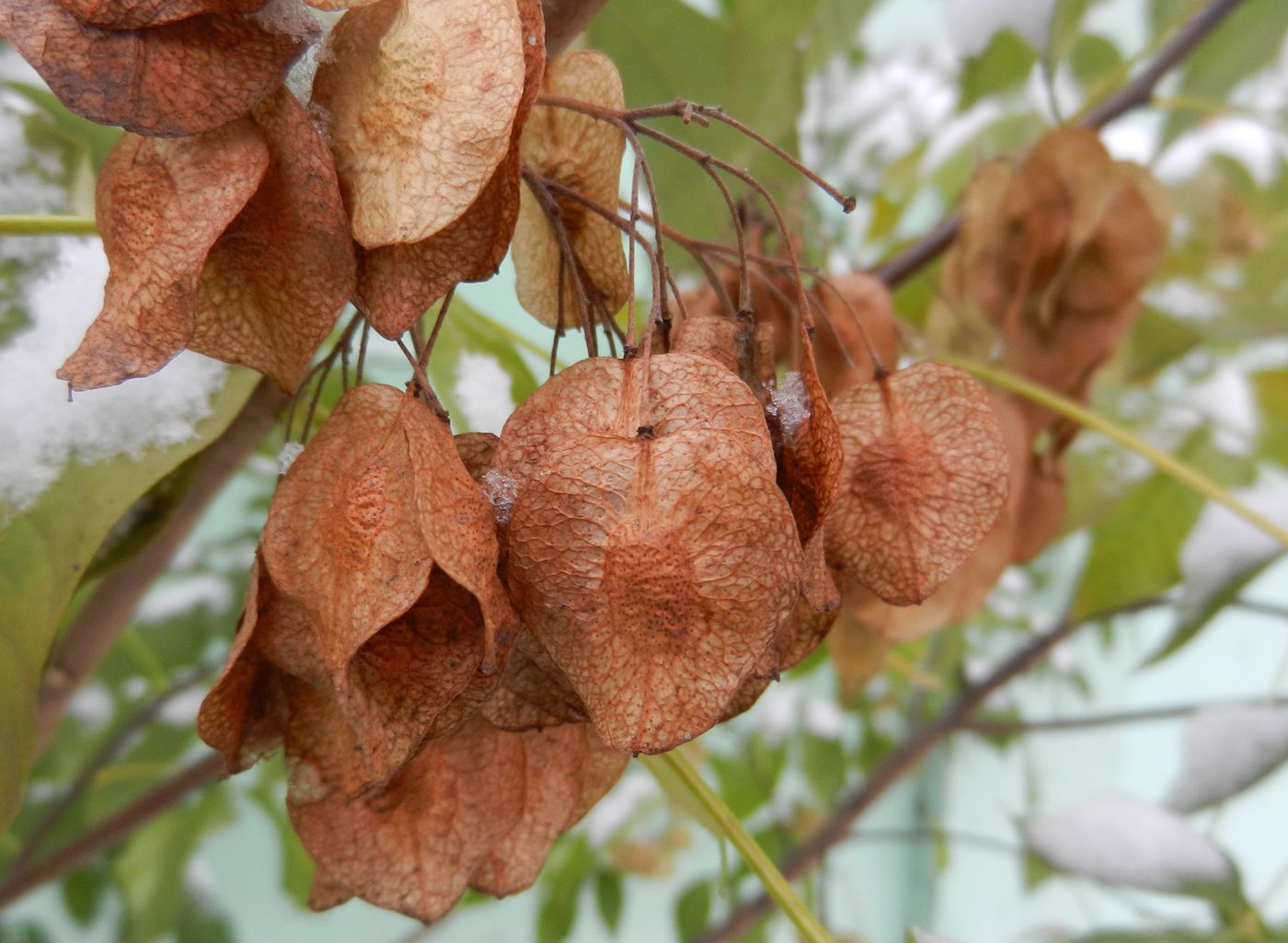 Изображение особи Ptelea trifoliata.