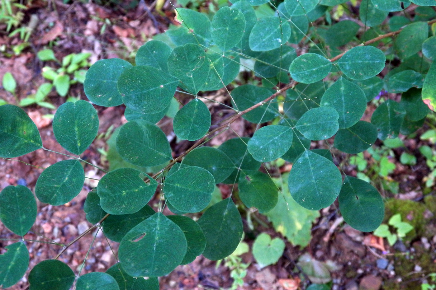 Image of Lespedeza bicolor specimen.