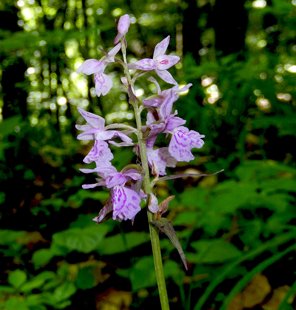 Изображение особи Dactylorhiza urvilleana.