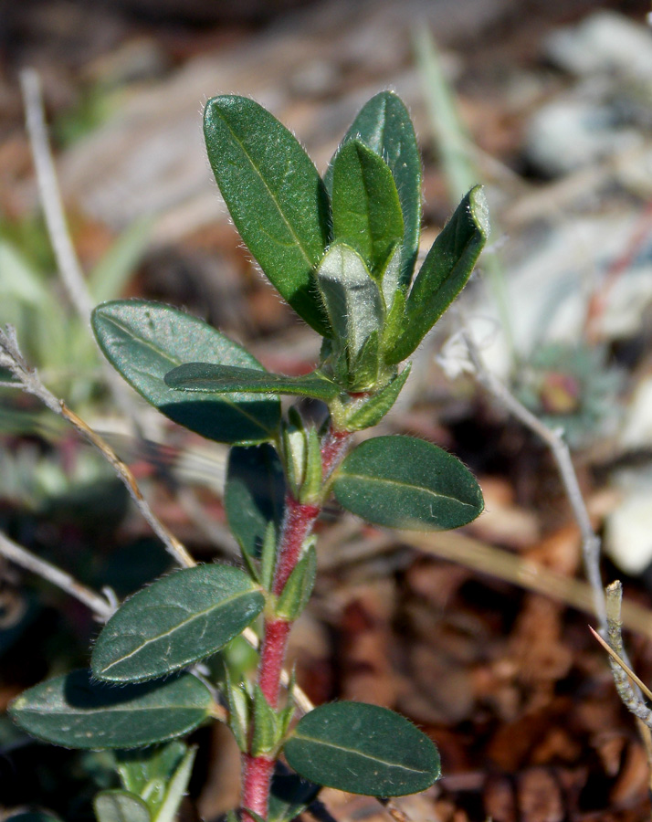 Image of Helianthemum nummularium specimen.