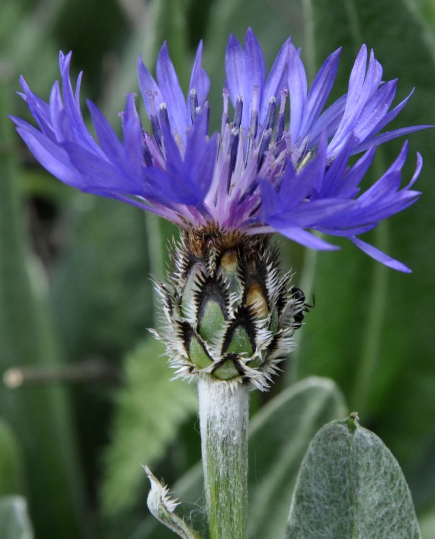 Image of Centaurea triumfettii ssp. axillaris specimen.