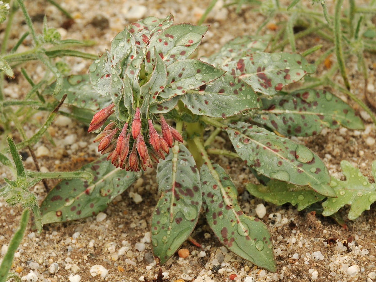 Image of Eremothera boothii ssp. condensata specimen.