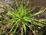 Cyperus fuscus