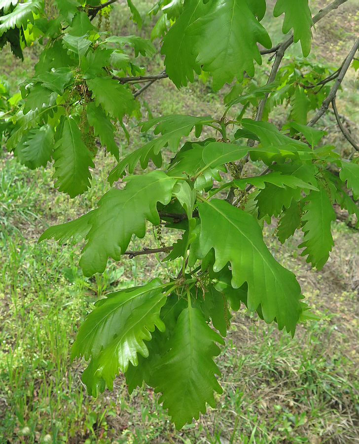 Image of Quercus iberica specimen.