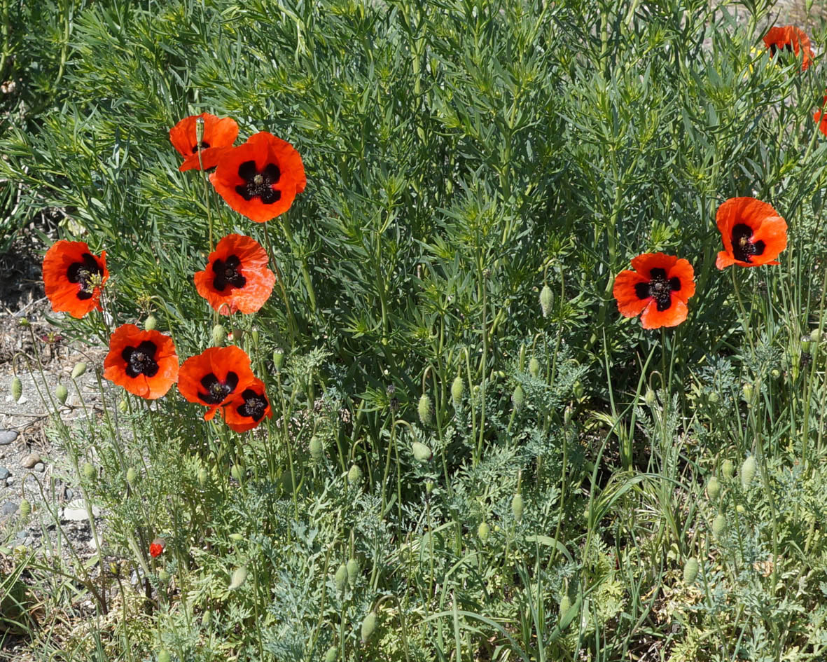 Image of Papaver commutatum specimen.