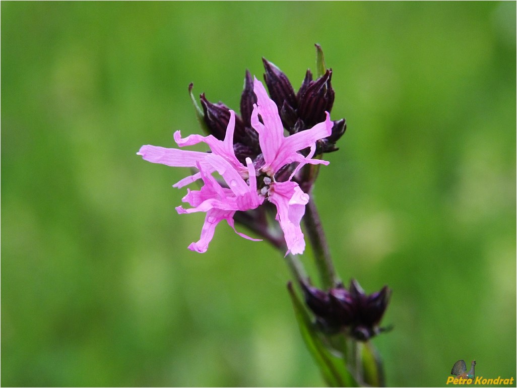 Изображение особи Coccyganthe flos-cuculi.