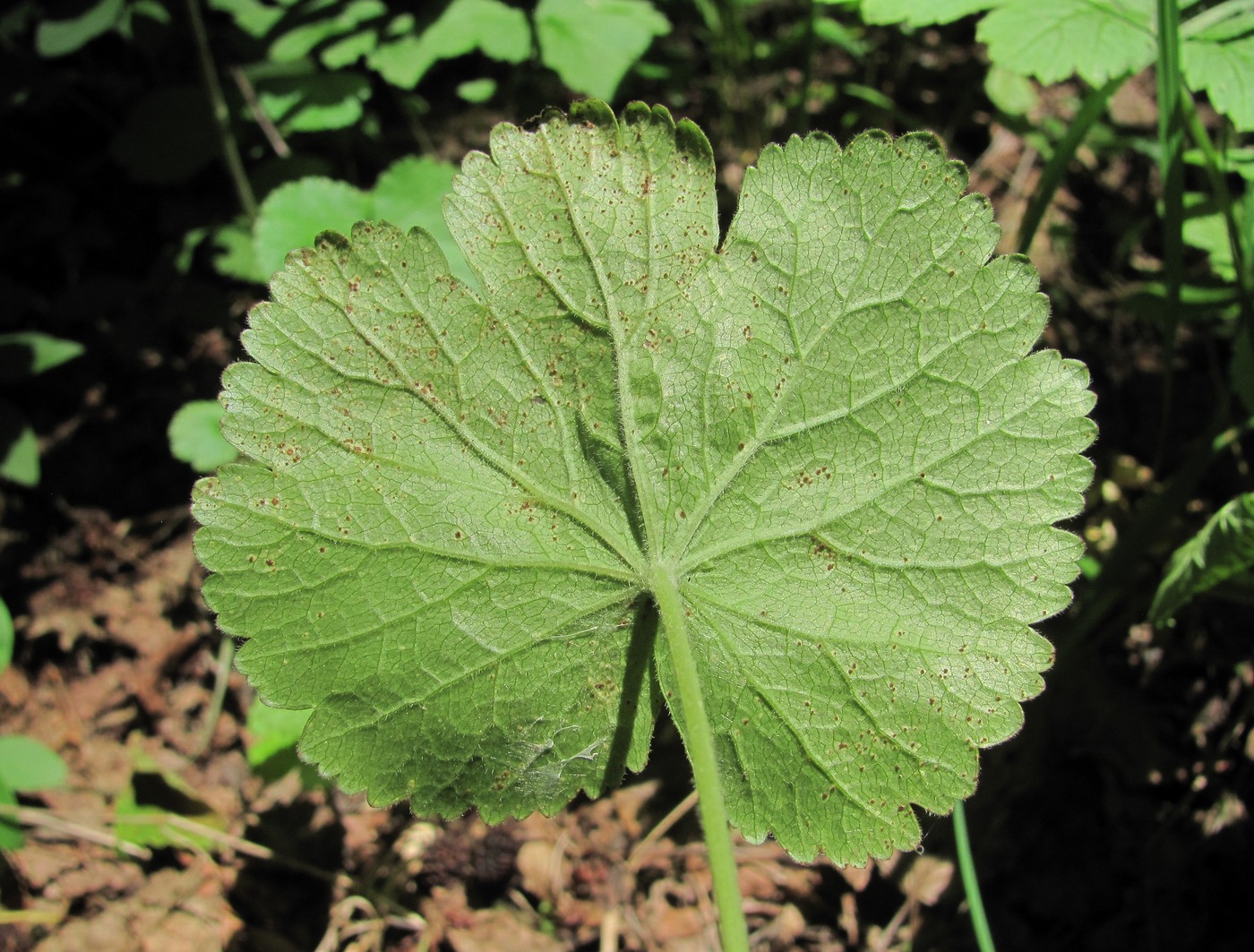 Image of Pimpinella tripartita specimen.