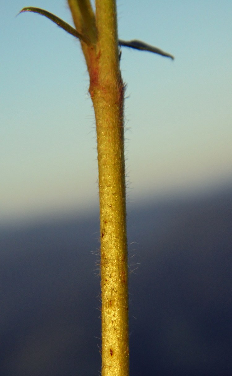 Изображение особи Anthyllis lachnophora.