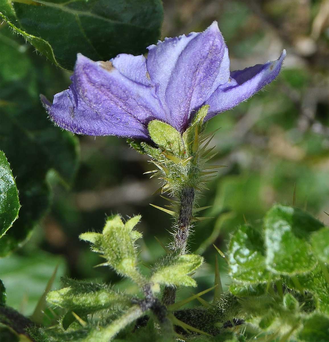 Изображение особи Solanum giftbergense.