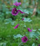 Malva mauritiana