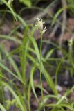 Carex pallida