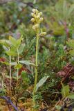 Dactylorhiza viridis. Цветущее растение. Мурманская обл., Кольский р-н, побережье Гольцового озера, сыроватая кустарничковая тундра. 02.08.2017.