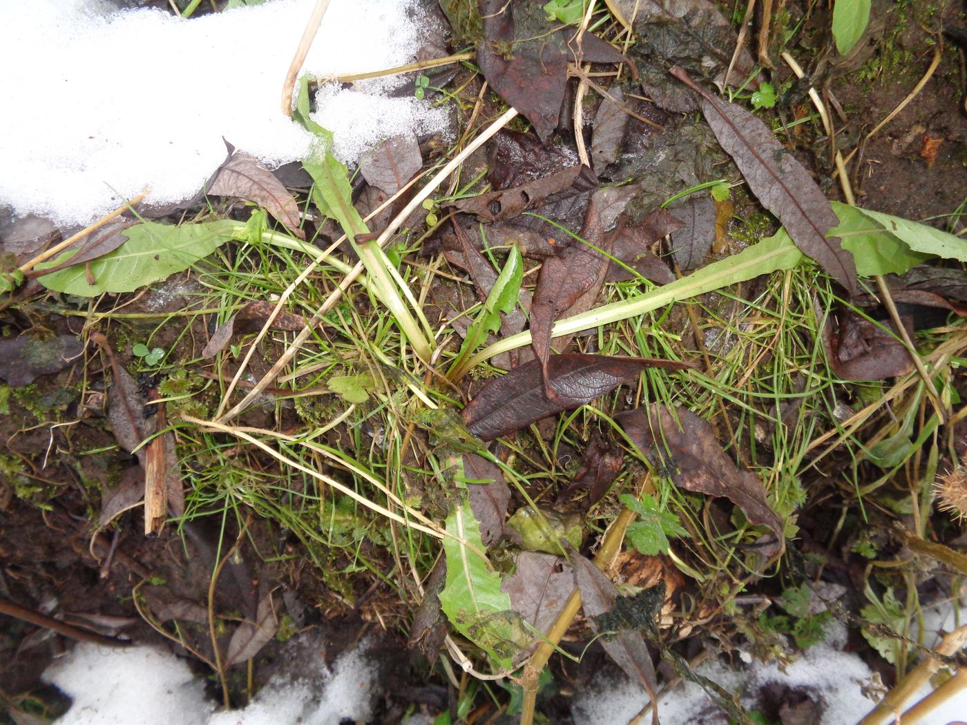 Image of genus Taraxacum specimen.