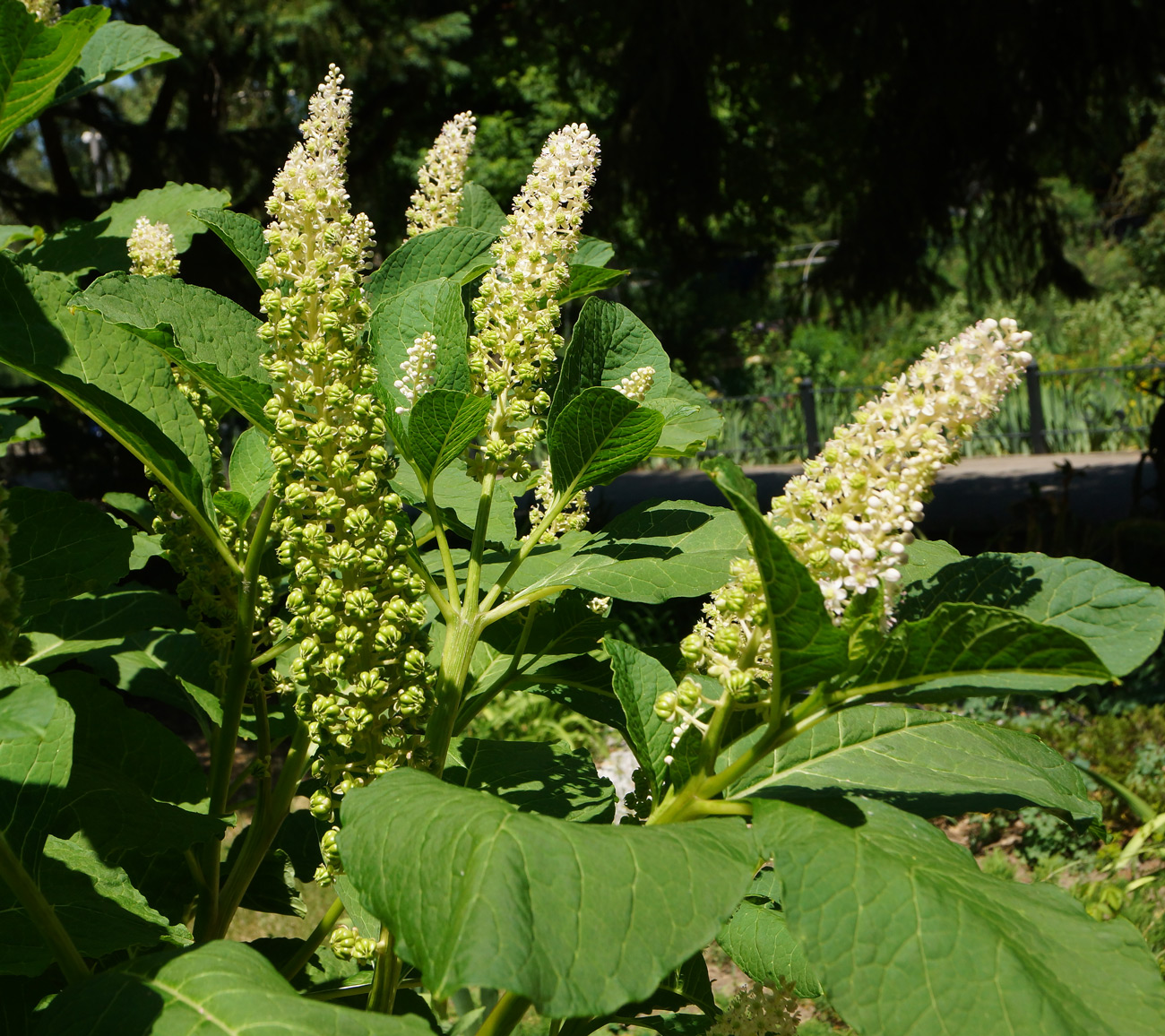 Image of Phytolacca acinosa specimen.