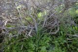 Cylindropuntia leptocaulis. Нижняя часть плодоносящего растения. Израиль, Шарон, г. Тель-Авив, ботанический сад \"Сад кактусов\". 27.12.2015.