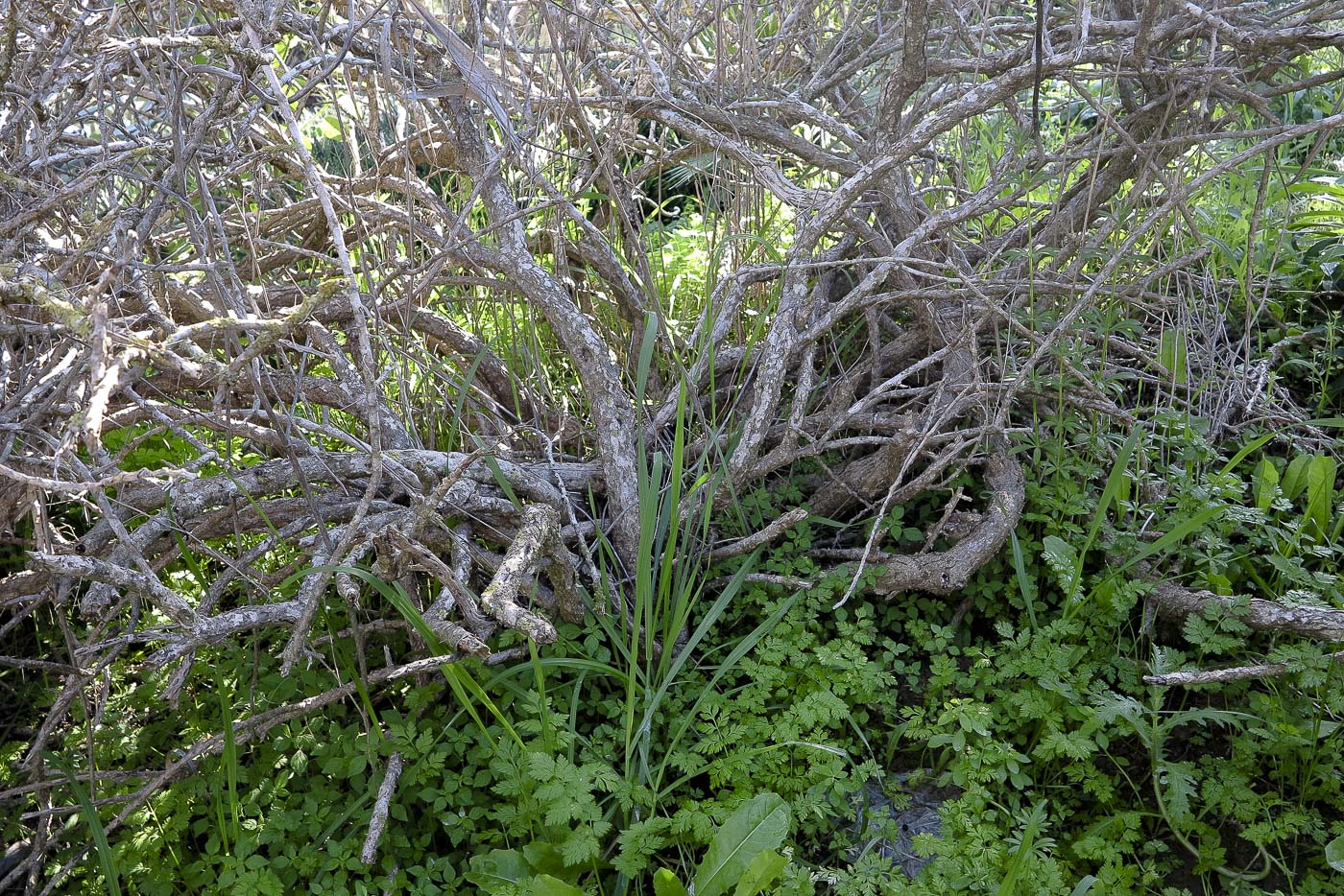 Изображение особи Cylindropuntia leptocaulis.