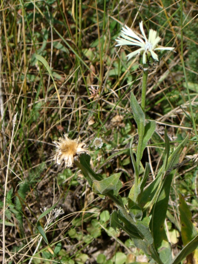 Image of Centaurea cheiranthifolia specimen.