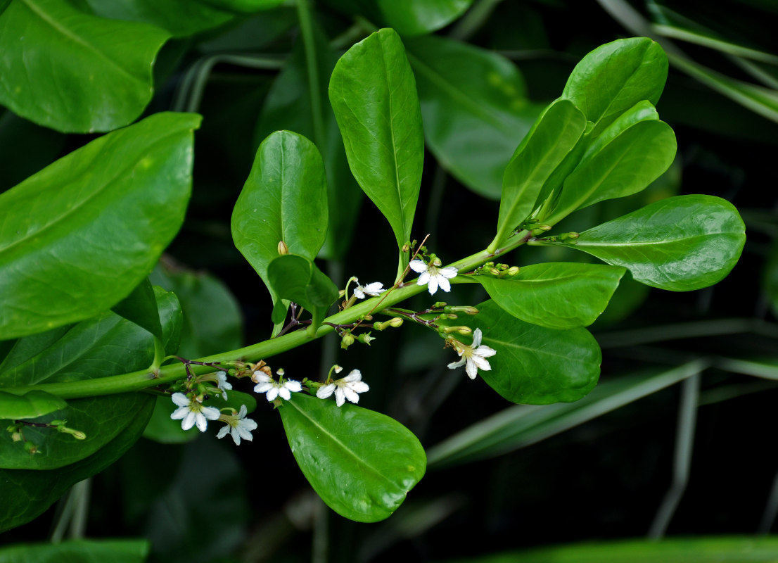 Изображение особи Scaevola taccada.