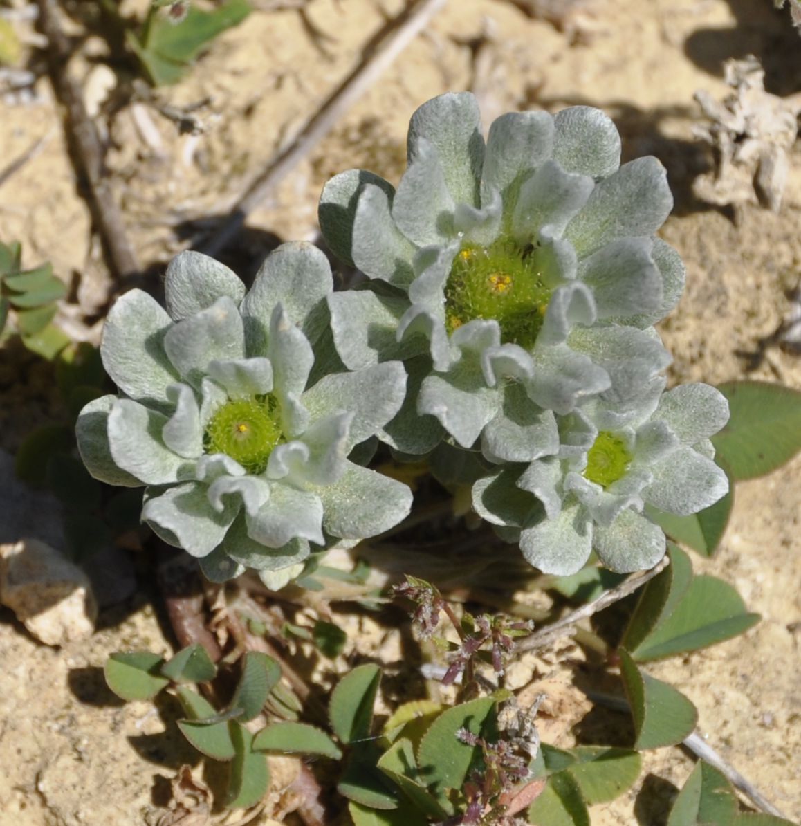 Image of Filago pygmaea specimen.