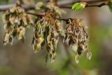 Ulmus laevis. Соплодия. Санкт-Петербург, Пушкинский р-н, Павловск, в озеленении. 11.05.2018.