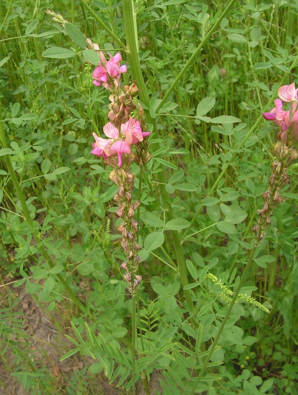 Изображение особи Onobrychis viciifolia.