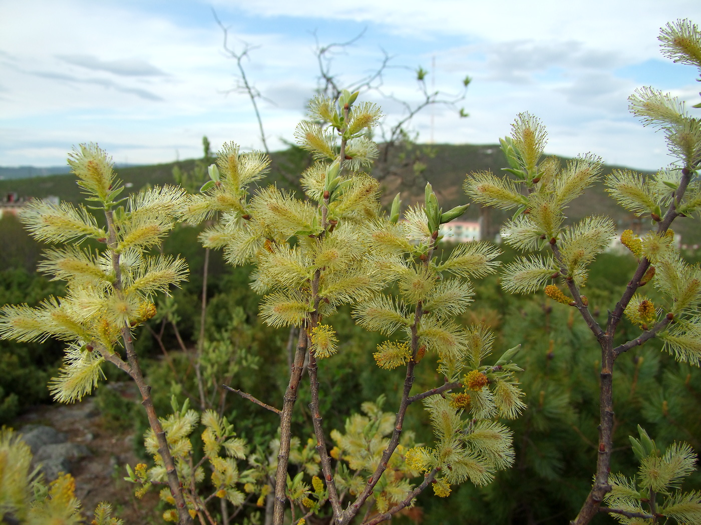 Image of Salix bebbiana specimen.