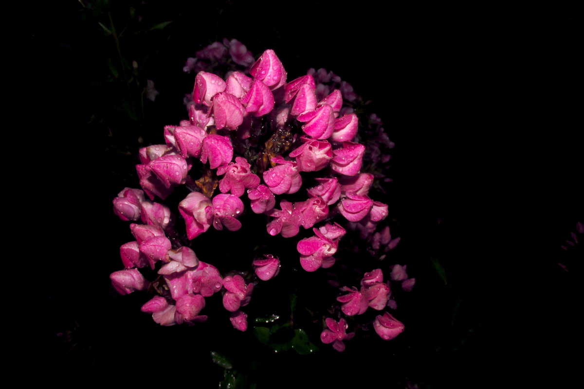 Image of Phlox paniculata specimen.