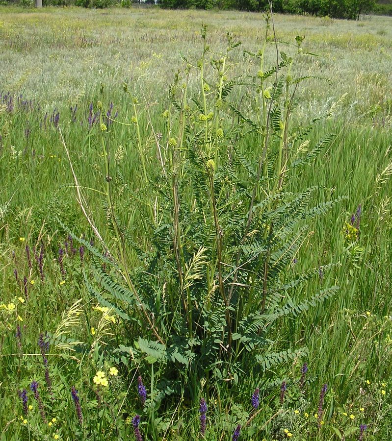 Изображение особи Astragalus ponticus.