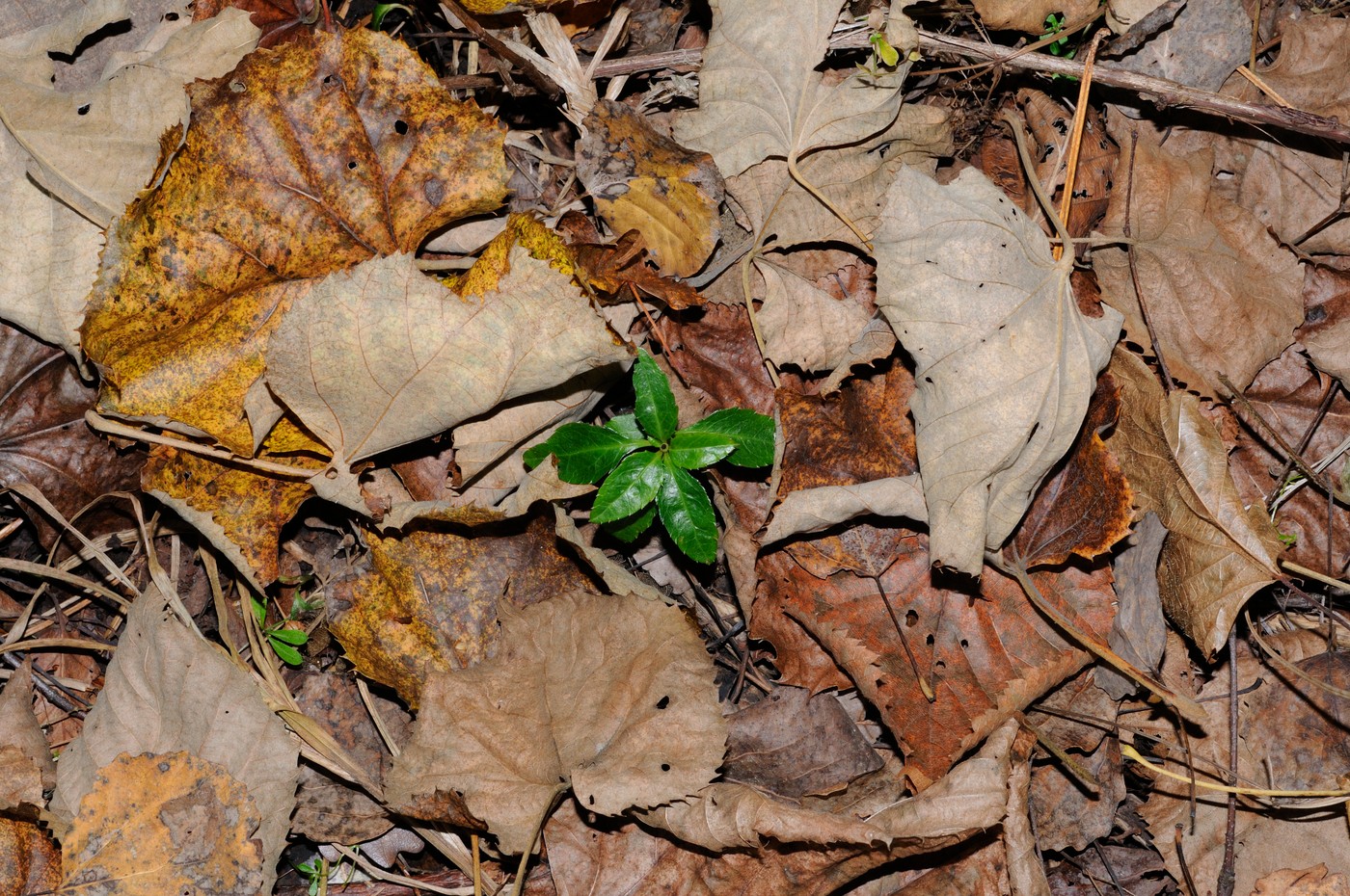 Изображение особи Chimaphila japonica.