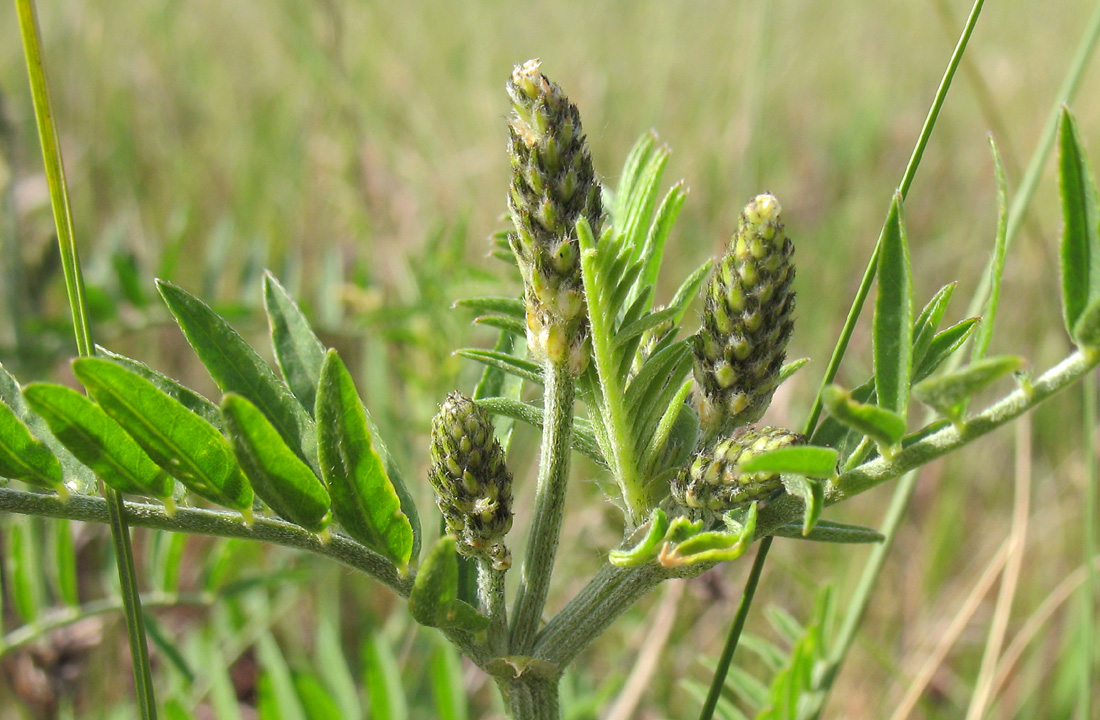 Image of Astragalus cicer specimen.