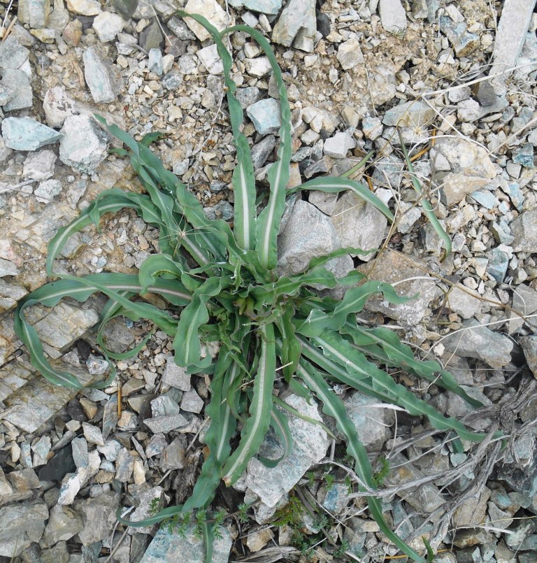 Изображение особи семейство Asteraceae.