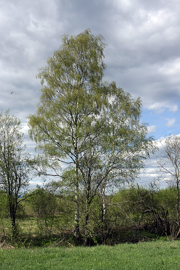 Image of Betula pendula specimen.