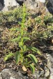 Solidago virgaurea подвид taurica. Вегетирующее растение. Южный Берег Крыма, сев.-вост. склон горы Аю-Даг, скальник. 06.08.2019.