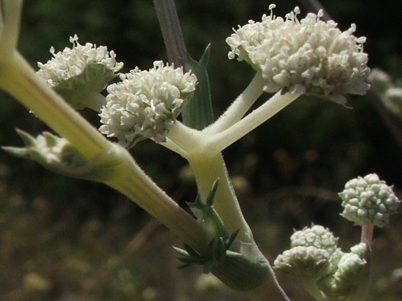 Image of Seseli dichotomum specimen.