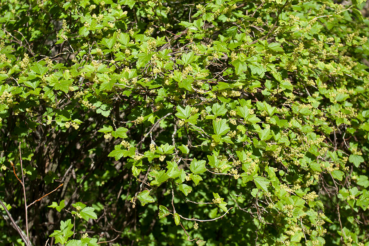 Изображение особи Ribes alpinum.