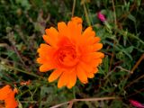 Calendula officinalis. Соцветие (махровый культивар). Московская обл., г. Электрогорск, ул. Калинина, сквер Боевого братства, в культуре. 18.09.2019.