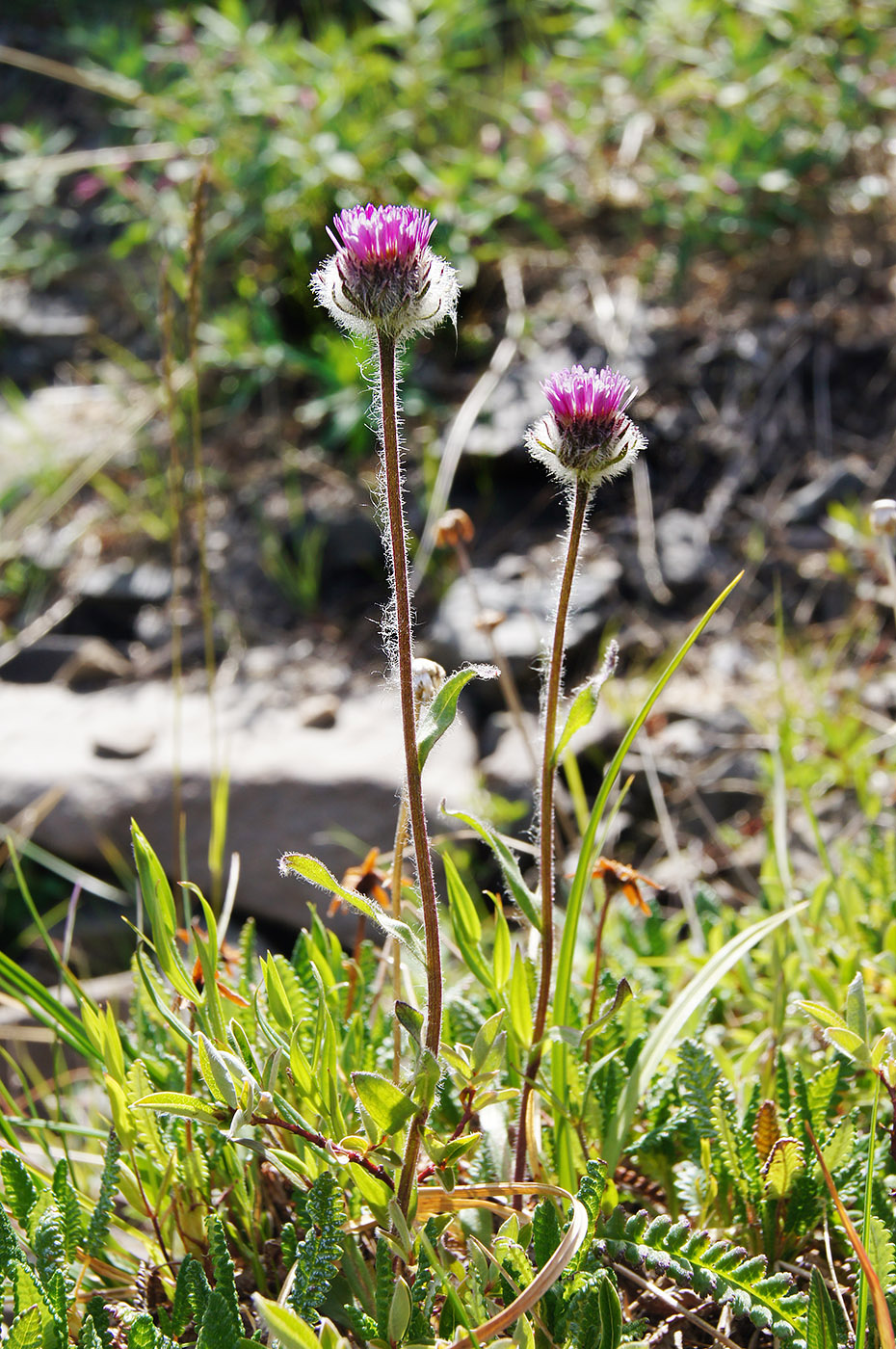 Image of Erigeron thunbergii specimen.