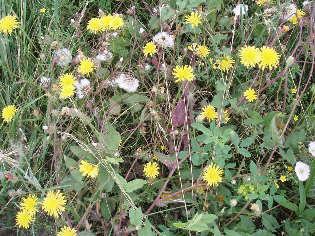 Image of Crepis rhoeadifolia specimen.