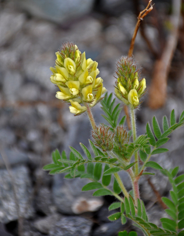 Image of Oxytropis pilosa specimen.