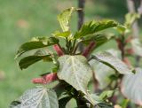 Acalypha hispida