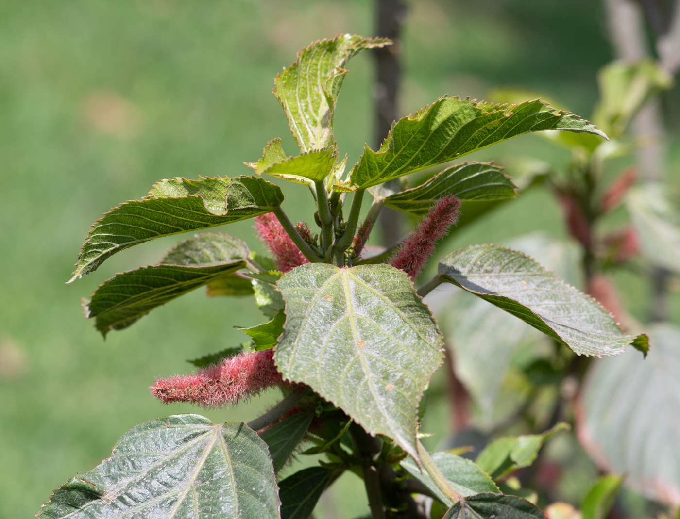 Image of Acalypha hispida specimen.