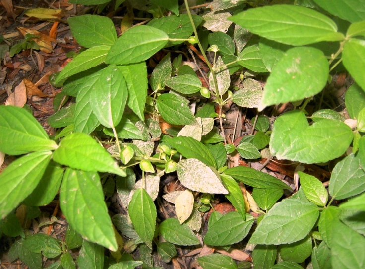 Image of Acalypha australis specimen.