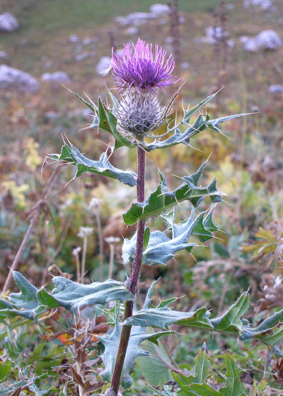 Image of Cirsium pugnax specimen.